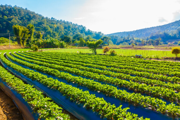 Viñedo en transición a biodinámico en la Casa de Campo
