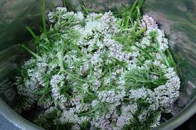 valeriana